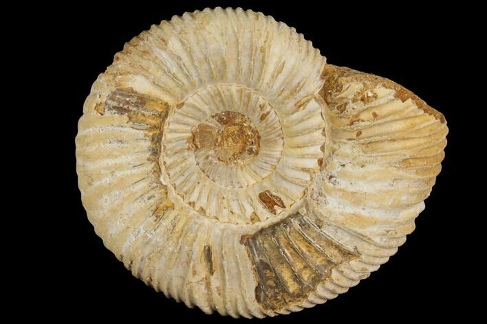Perisphinctes Ammonite - Jurassic #100230